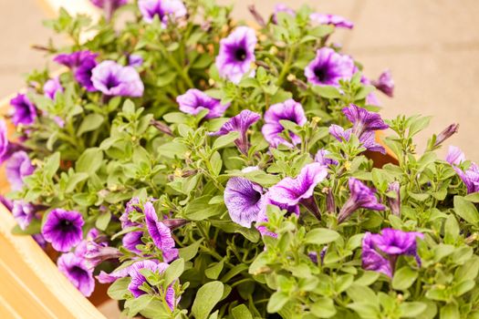  purple flowers  with green leaves, note shallow depth of field