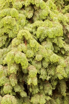 Thuja tree with thick branches, note shallow depth of field