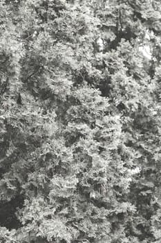 Thuja tree with thick branches, note shallow depth of field