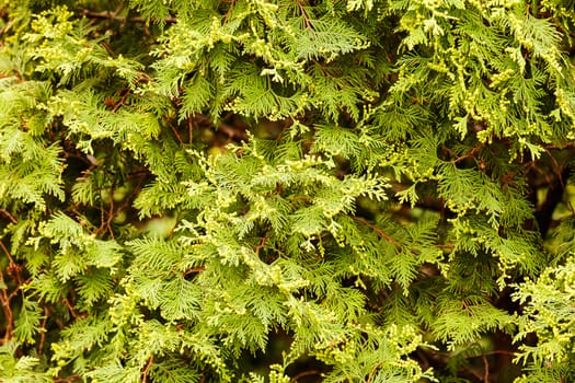 Thuja tree with thick branches, note shallow depth of field