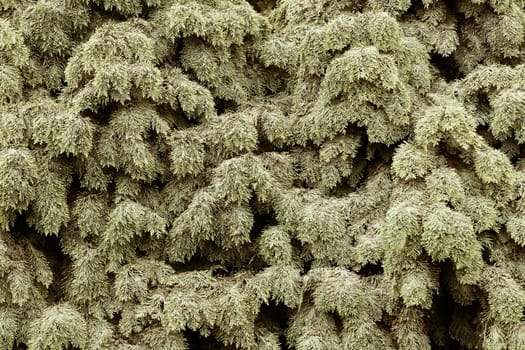 Thuja tree with thick branches, note shallow depth of field