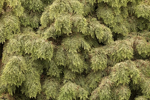 Thuja tree with thick branches, note shallow depth of field