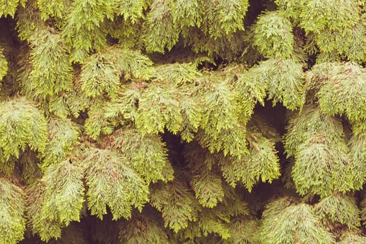 Thuja tree with thick branches, note shallow depth of field