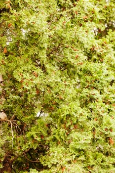 Thuja tree with thick branches, note shallow depth of field