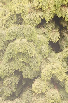 Thuja tree with thick branches, note shallow depth of field