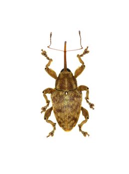 Acorn Nut Weevil on white Background  -  Curculio venosus (Gravenhorst, 1807)