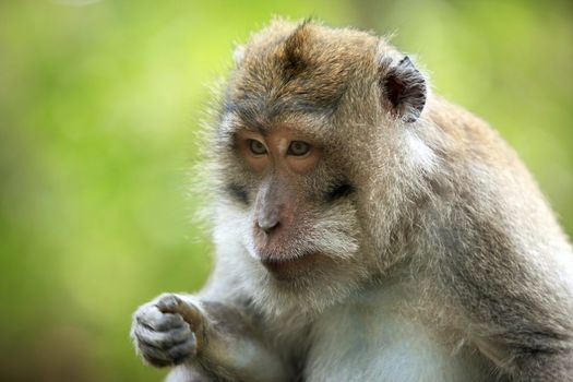 Portrait of the monkey with an amusing grimace