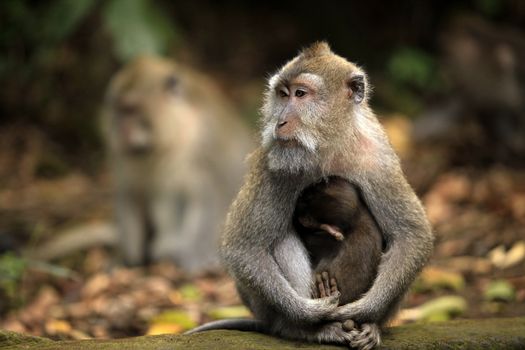 Family of monkeys. Monkeys forest on Bali. Indonesia