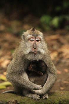 Family of monkeys. Monkeys forest on Bali. Indonesia