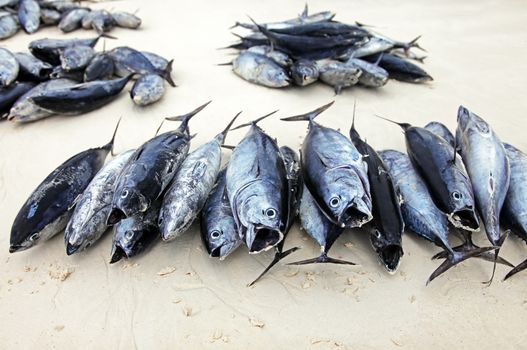 Line fish stacked on a table at the Stone Town Fish Market in Zanzibar.