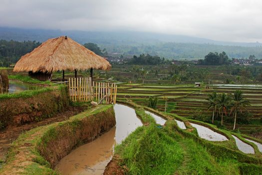 Terraced rice paddies with crops. Bali