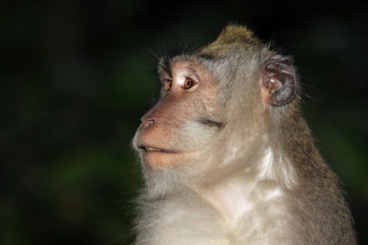 Portrait of the monkey with an amusing grimace