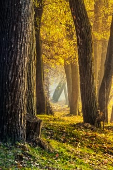tall trees with yellow and orange foliage in autumn forest on sunny day