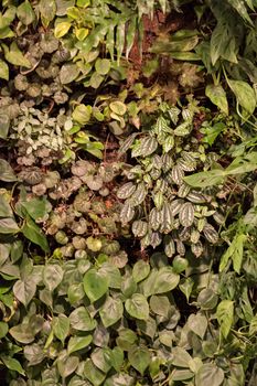 a variety of plants in the botanical garden, note shallow depth of field