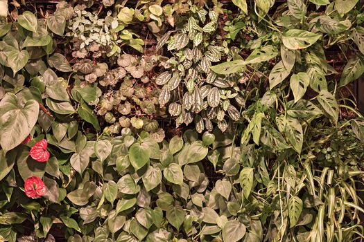 a variety of plants in the botanical garden, note shallow depth of field