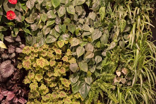 a variety of plants in the botanical garden, note shallow depth of field