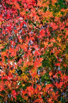 A lot of bright red fall leaves