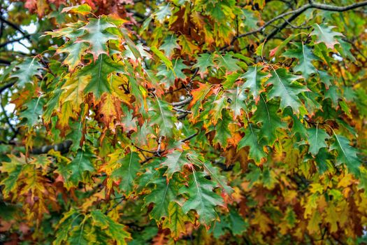 A lot of green and yellow leaves