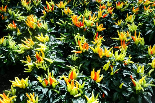 A lot of Ornamental Pepper plants, yellow, red and orange colors