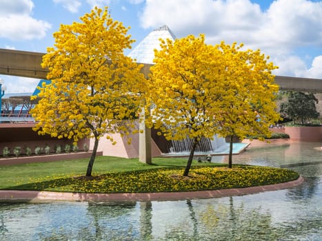 Tabebuia trees with bright colorful yellow leaves