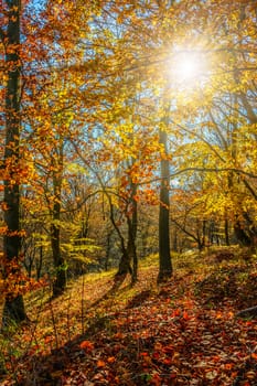 tall trees on hillside with yellow and red foliage in autumn forest on sunny day