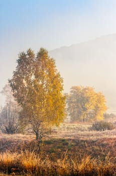 autumn landscape. yellow trees in fog on the meadow