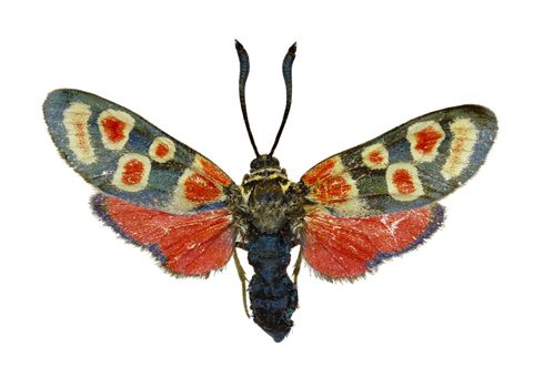 Crepuscular Burnet on white Background  -  Zygaena carniolica (Scopoli, 1763)
