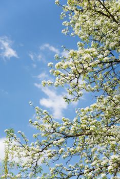 White apple blossoms against the blue sky outdoors