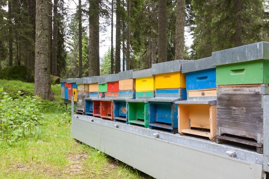 Number of hives in a row, bee keeping, farming, honey, rural life