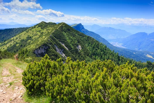 Panorama from Italian alps, mugo pines along a mountain trekking path