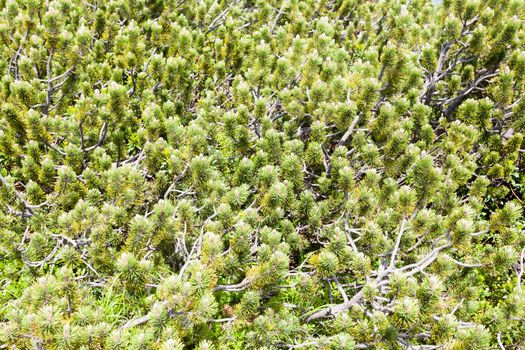 Nature background, close up of mugo pines needles