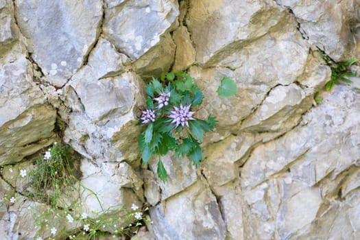 A close up of a physoplexis comosa, tufted horned rampion, rare flower,  Italian Alps