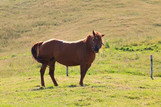 Isolated brown horse eating grass, Italian alps