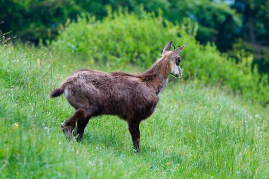 A close up of a young chamois from italian alps, Rupicapra Rupicapra