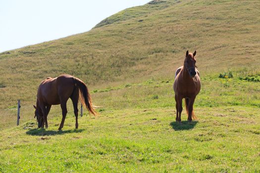 Isolated brown horses eating grass, Italian alps