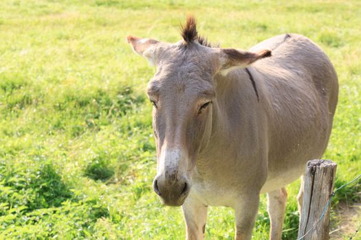 Isolated brown donkey, breeding, rural life