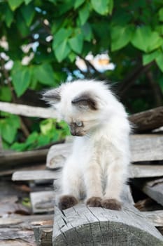 A kitten lies on a blackboard, Russia, a village, 2017