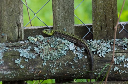 Green lizard on a log, Russia, a village, summer, 2017