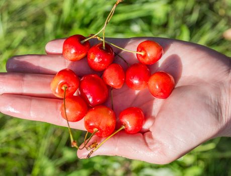 handful of cherries in hand on grass background, summer garden, village