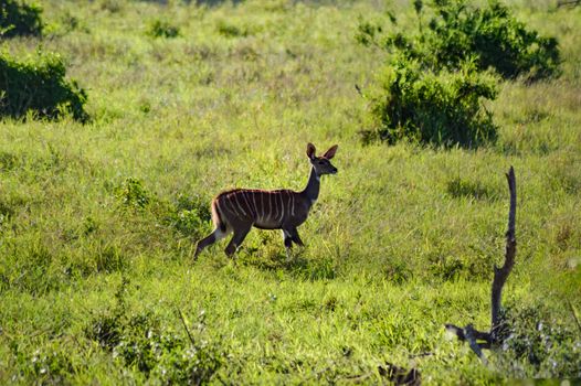 Bongo isolate in the savanna meadow of West Tsavo Park in Kenya