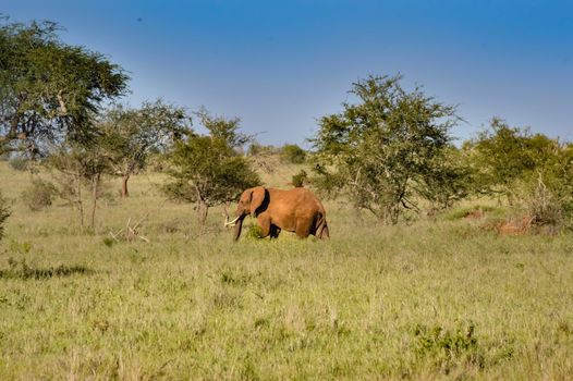 Isolated red elephant in the savannah of tsavo west park in Kenya