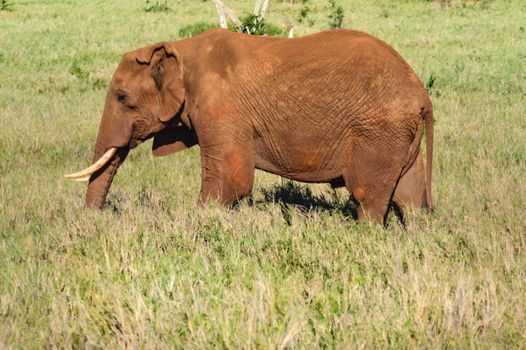 Isolated red elephant in the savannah of tsavo west park in Kenya