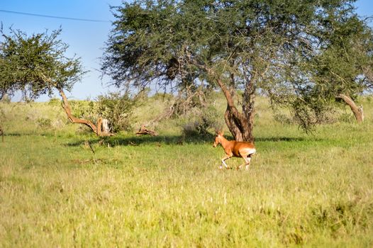 Hirola in the savanna of Tsavo West Park in Kenya