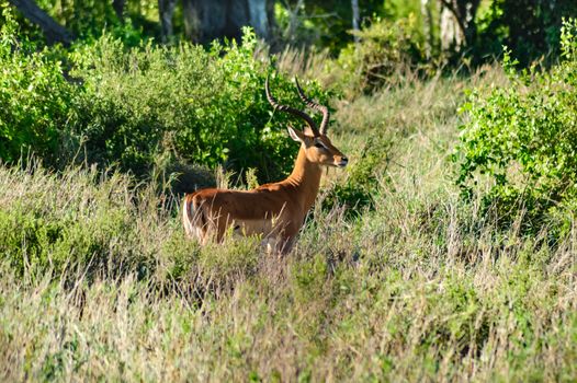 Impala isolated grazing in East Tsavo Park in Kenya