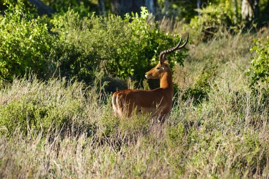 Impala isolated grazing in East Tsavo Park in Kenya