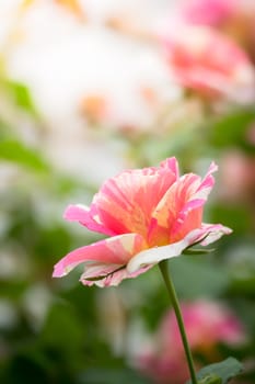 The background image of the colorful flowers, background nature