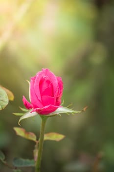 The background image of the colorful flowers, background nature