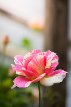 The background image of the colorful flowers, background nature