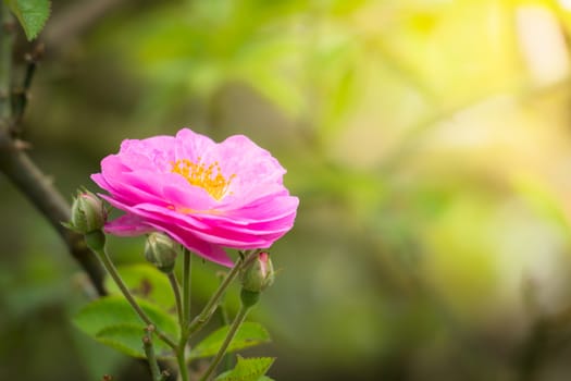 The background image of the colorful flowers, background nature