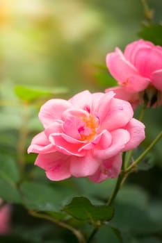 The background image of the colorful flowers, background nature